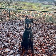 Drax a rejoint le concours — aidez-le/la à gagner de superbes lots ! animal, autumn, black, brown, calm, countryside, doberman, dog, fence, landscape, leash, leaves, nature, outdoor, pet, scenic, sitting, sky, tree, village