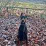 dog, doberman, leaves, autumn, outdoor, nature, countryside, sky, tree, fence, village, landscape, pet, animal, leash, sitting, brown, black, calm, scenic