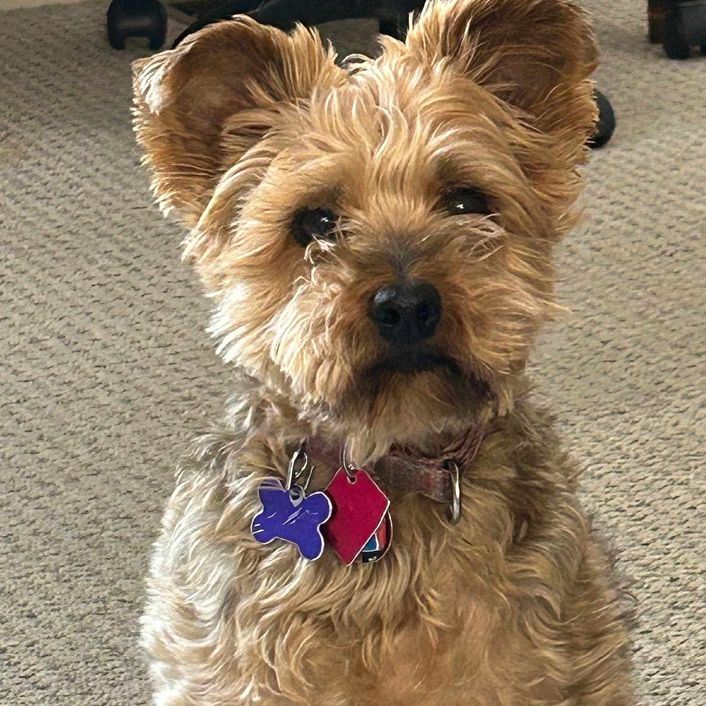 Fauci joined the competition — help win amazing prizes! alert, animal, brown, carpet, closeup, collar, companion, cute, dog, domestic, floor, fur, indoor, office_chair, pet, portrait, scruffy, seated, small_dog, tags