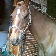 Rocky participe au concours pour gagner de l'argent avec cette photo :