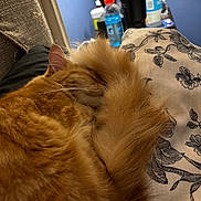 Sneezy Boots is registered to the contest to win money with this photo: cat, orange_cat, sleeping, tail, fluffy, pet, indoor, pillow, patterned_pillow, couch, cozy, fur, relaxed, domestic_animal, resting, close_up, feline, whiskers, home, nap