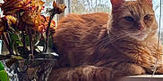 Sneezy Boots is registered to the contest to win money with this photo: cat, orange_cat, fluffy_fur, windowsill, window, vase, dried_roses, flowers, indoor, daylight, cozy, relaxed, pet, animal, whiskers, tail, plant, glass, still_life, home
