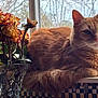 cat, orange_cat, fluffy_fur, windowsill, window, vase, dried_roses, flowers, indoor, daylight, cozy, relaxed, pet, animal, whiskers, tail, plant, glass, still_life, home