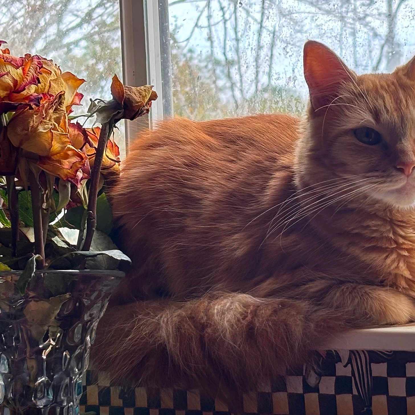 Sneezy Boots is registered to the contest to win money with this photo: animal, cat, cozy, daylight, dried_roses, flowers, fluffy_fur, glass, home, indoor, orange_cat, pet, plant, relaxed, still_life, tail, vase, whiskers, window, windowsill