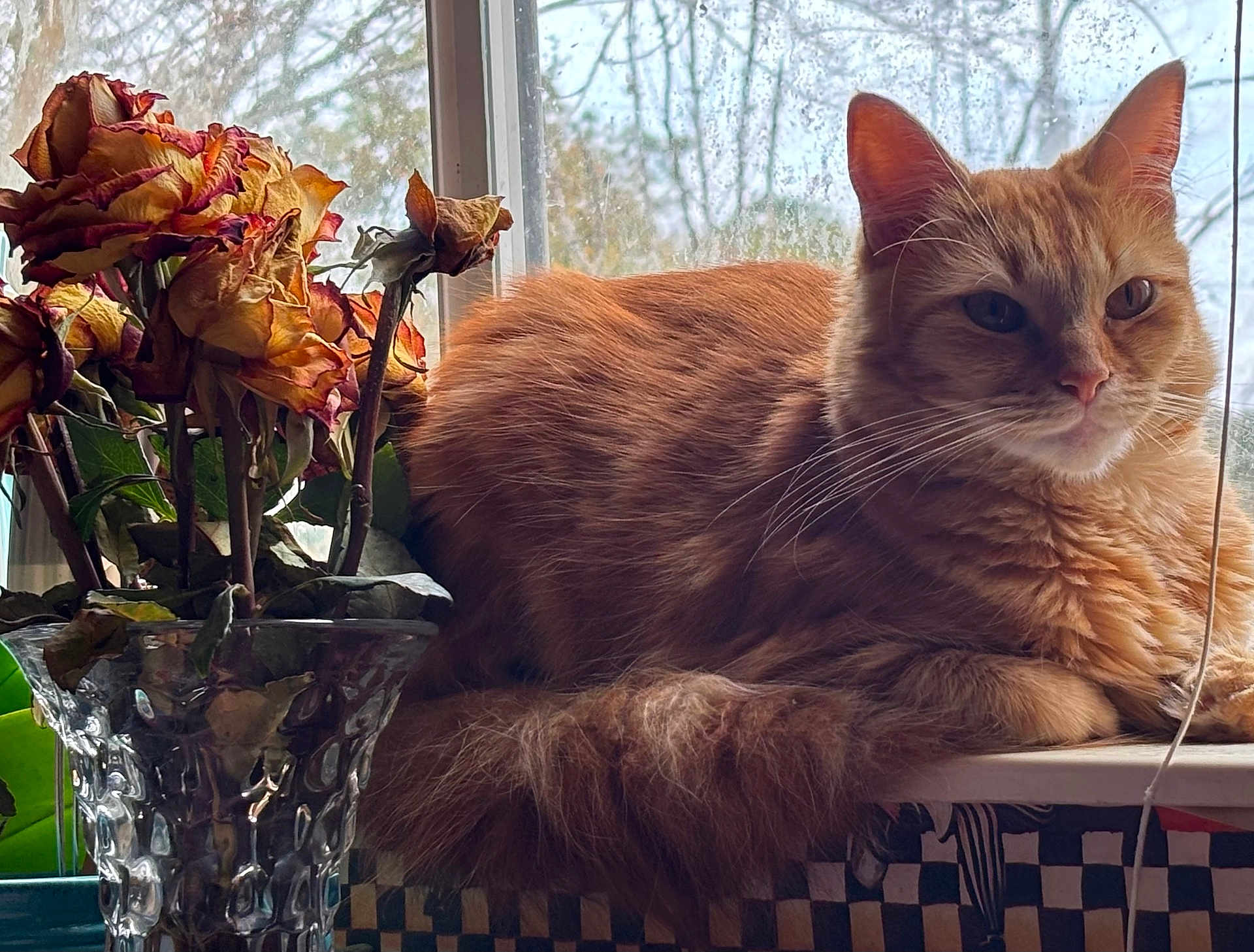 Sneezy Boots is registered to the contest to win money with this photo: cat, orange_cat, fluffy_fur, windowsill, window, vase, dried_roses, flowers, indoor, daylight, cozy, relaxed, pet, animal, whiskers, tail, plant, glass, still_life, home