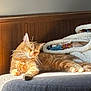 Sneezy Boots is registered to the contest to win money with this photo: cat, orange_tabby, sleeping, bed, blanket, wooden_headboard, sunlight, cozy, indoor, feline, whiskers, fur, relaxing, pets, home, comfort, resting, cute, animal, domestic_cat