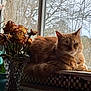 Sneezy Boots is registered to the contest to win money with this photo: cat, orange_cat, window, windowsill, dried_roses, vase, flower, indoor, cozy, natural_light, sleeping_cat, feline, plant, wooden_frame, rainy_window, tree_branches, still_life, pet, resting, domestic