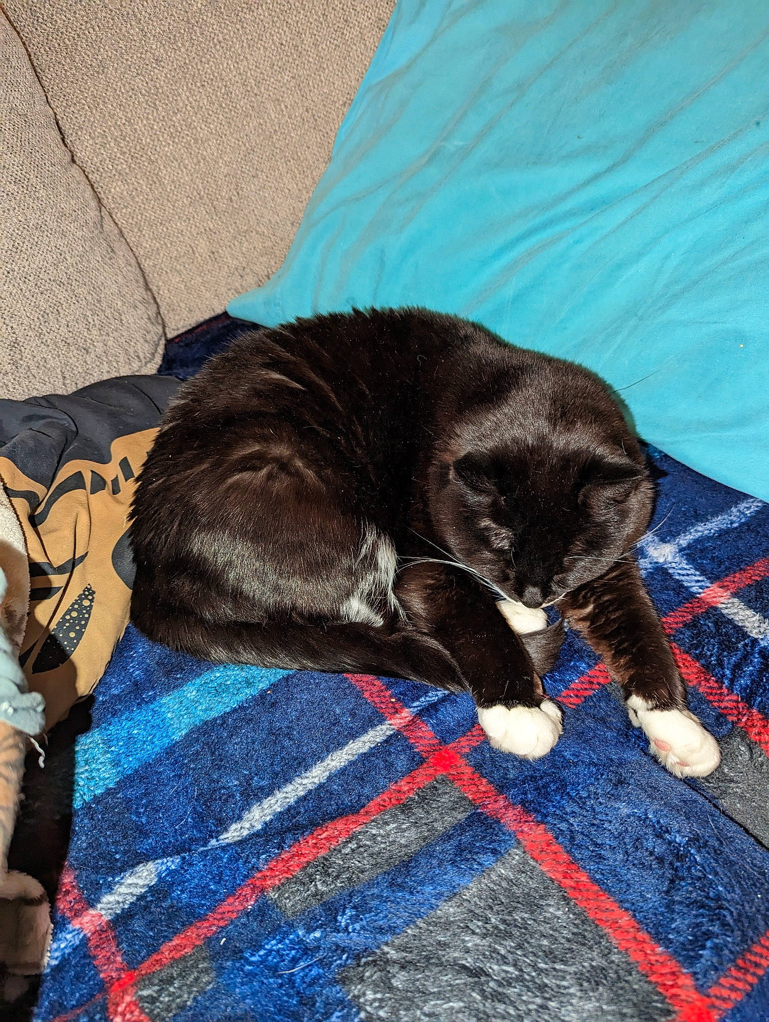 Nox joined the competition — help win amazing prizes! black_cat, bombay, carnivore, cat, claw, comfort, dog_breed, domestic_short_haired_cat, electric_blue, felidae, flooring, fur, grey, linens, pattern, paw, small_to_medium_sized_cats, tail, terrestrial_animal, whiskers