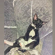Jasper is registered to the contest to win money with this photo: cat, black_and_white, sleeping, cushion, blanket, indoor, cozy, relaxed, pet, feline, paw, ears, fur, resting, cute, animal, comfort, home, nap, soft