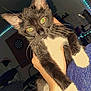 Jasper joined the competition — help win amazing prizes! cat, kitten, tuxedo_cat, pet, animal, indoor, person, hand, holding, whiskers, feline, cute, young, eyes, paw, fur, cozy, led_lights, room, background