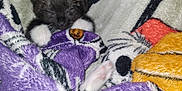 Jasper is registered to the contest to win money with this photo: kitten, cat, sleeping, blanket, cozy, furry, paws, cute, indoor, resting, soft, pet, animal, comfort, purple, white, black, napping, warm, closeup