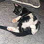 Jasper joined the competition — help win amazing prizes! kitten, cat, sleeping, black_and_white, paw_pads, blanket, pillow, cozy, soft, indoor, pet, fur, whiskers, relaxed, cute, animal, mammal, resting, domestic_cat, nap