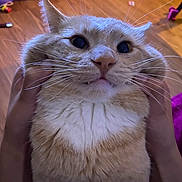 Papash joined the competition — help win amazing prizes! cat, orange_cat, white_fur, fluffy, cheeks, hands, indoor, wooden_floor, pets, cute, whiskers, close_up, animal, domestic_cat, feline, fur, playful, face, expression, home
