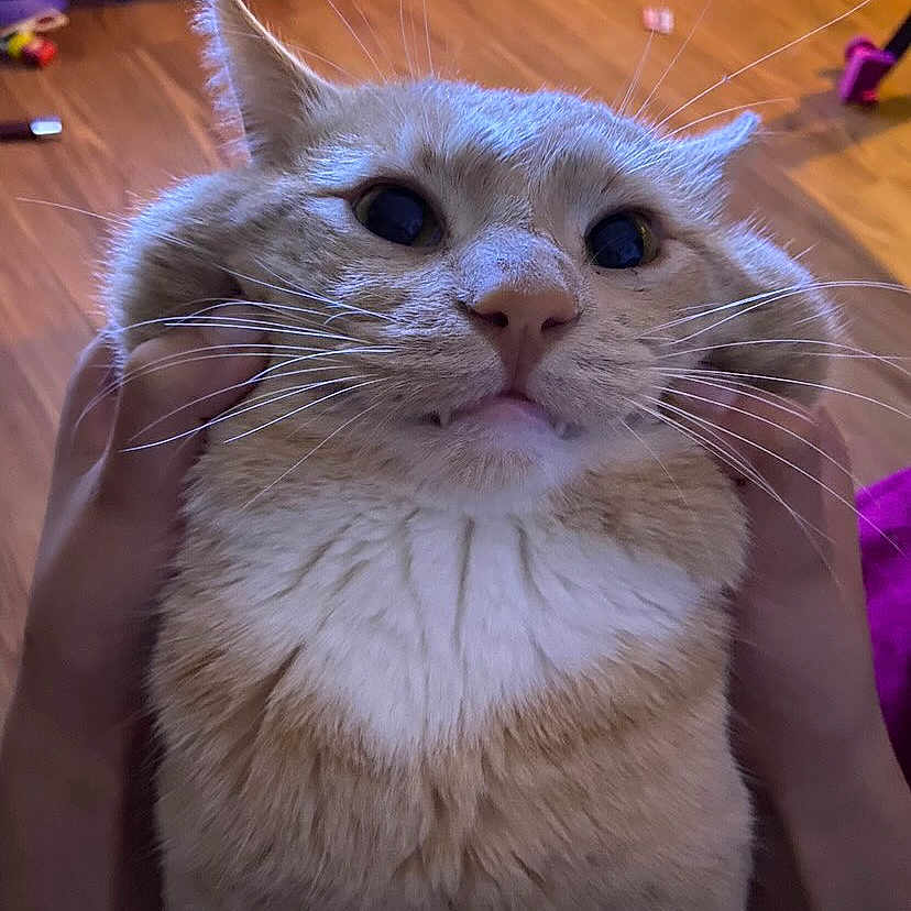 Papash joined the competition — help win amazing prizes! animal, cat, cheeks, close_up, cute, domestic_cat, expression, face, feline, fluffy, fur, hands, home, indoor, orange_cat, pets, playful, whiskers, white_fur, wooden_floor