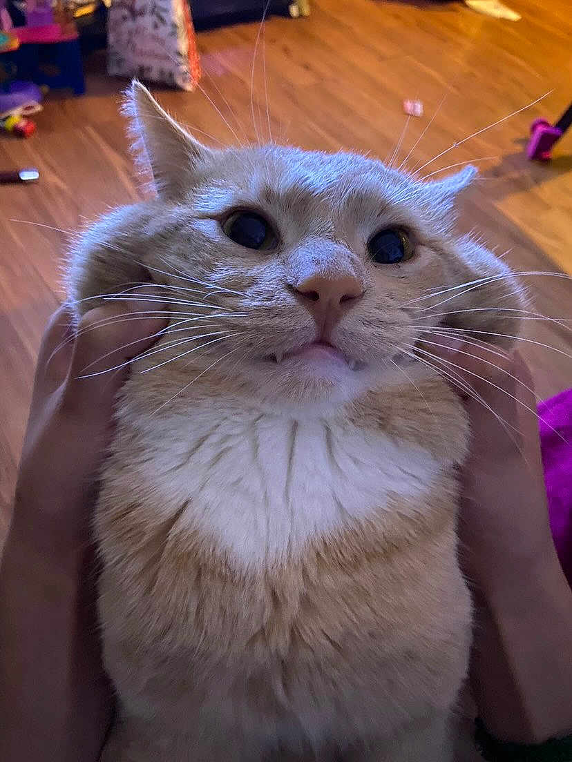 Papash joined the competition — help win amazing prizes! cat, orange_cat, white_fur, fluffy, cheeks, hands, indoor, wooden_floor, pets, cute, whiskers, close_up, animal, domestic_cat, feline, fur, playful, face, expression, home