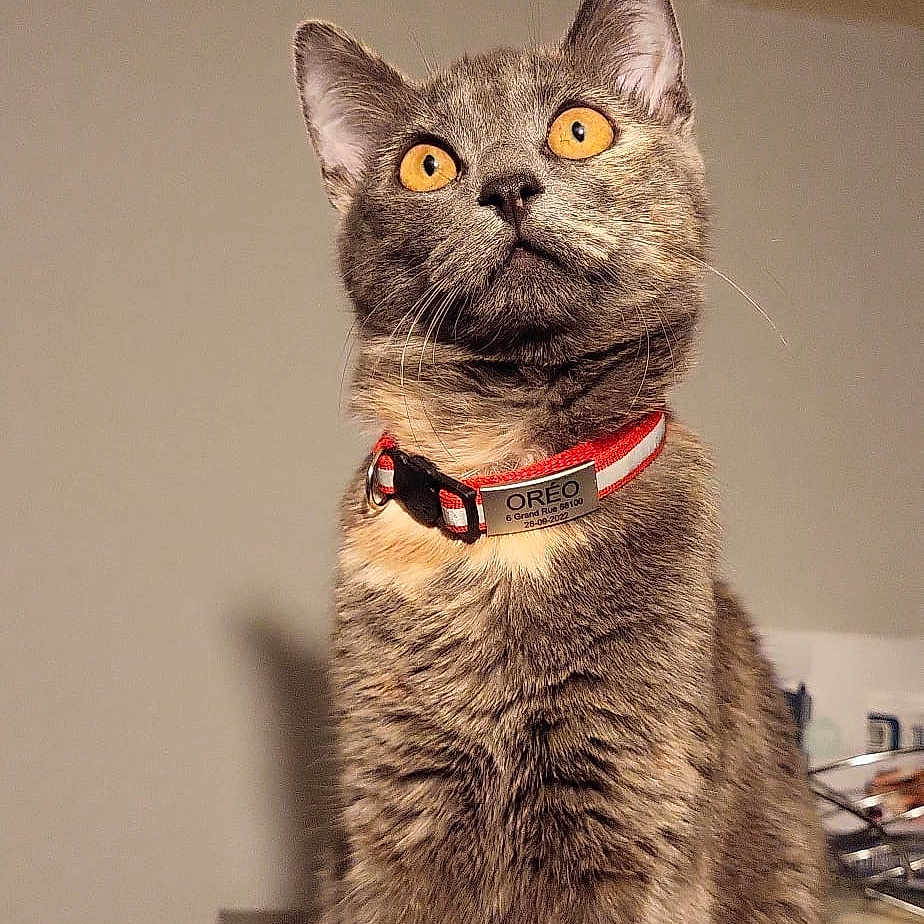 Oreo participe au concours pour gagner de l'argent avec cette photo : abyssinian, accessories, angora, animal, bodypart, cat, collar, egyptiancat, formalwear, furniture, indoors, interiordesign, kitten, leash, manx, pet, snout, strap, tie, wood