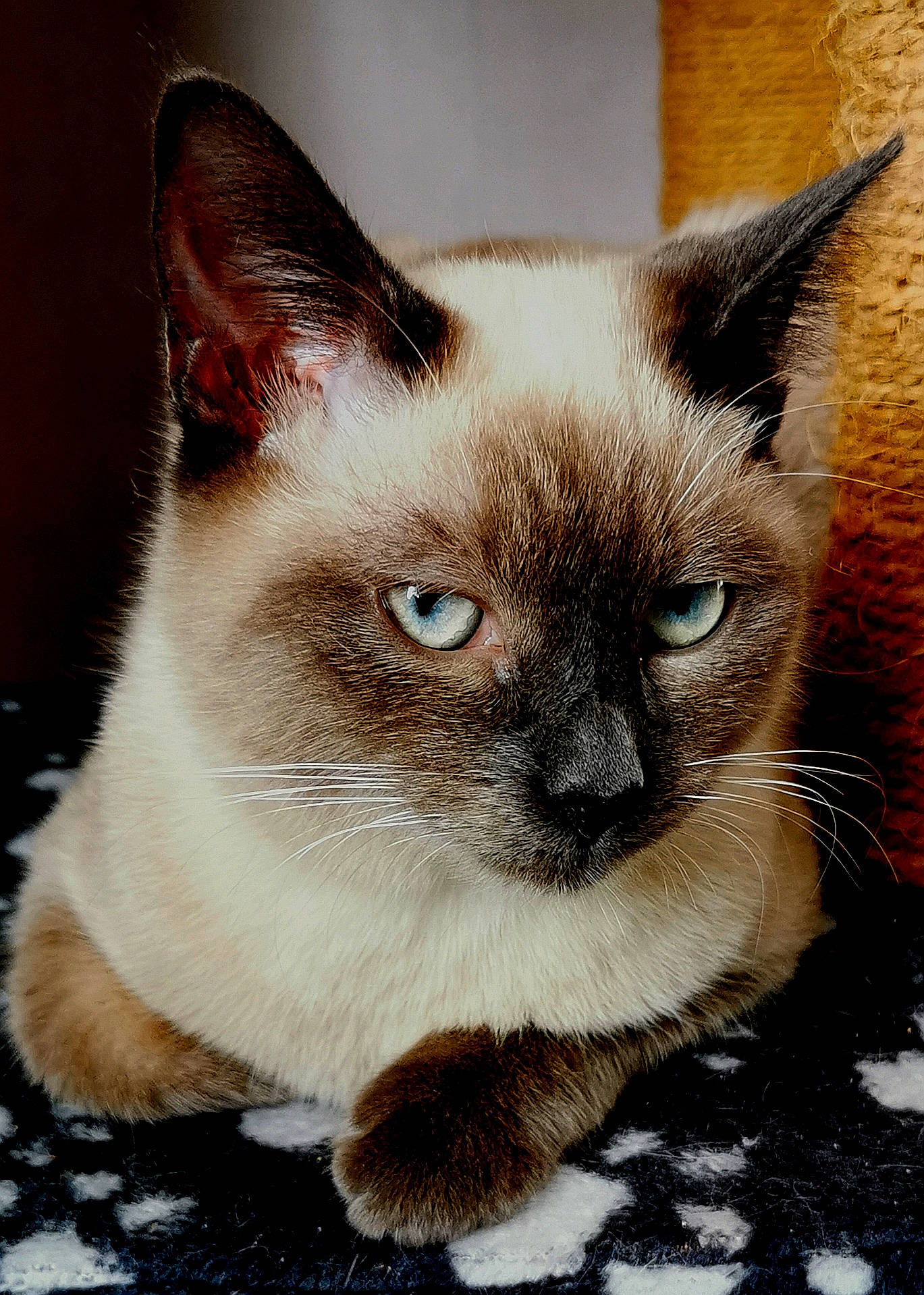 Vaiana a rejoint le concours — aidez-le/la à gagner de superbes lots ! asian, balinese, birman, burmese, carnivore, cat, colorpoint_shorthair, eye, felidae, himalayan, mammal, ojos_azules, siamese, small_to_medium_sized_cats, snout, snowshoe, thai, tonkinese, vertebrate, whiskers