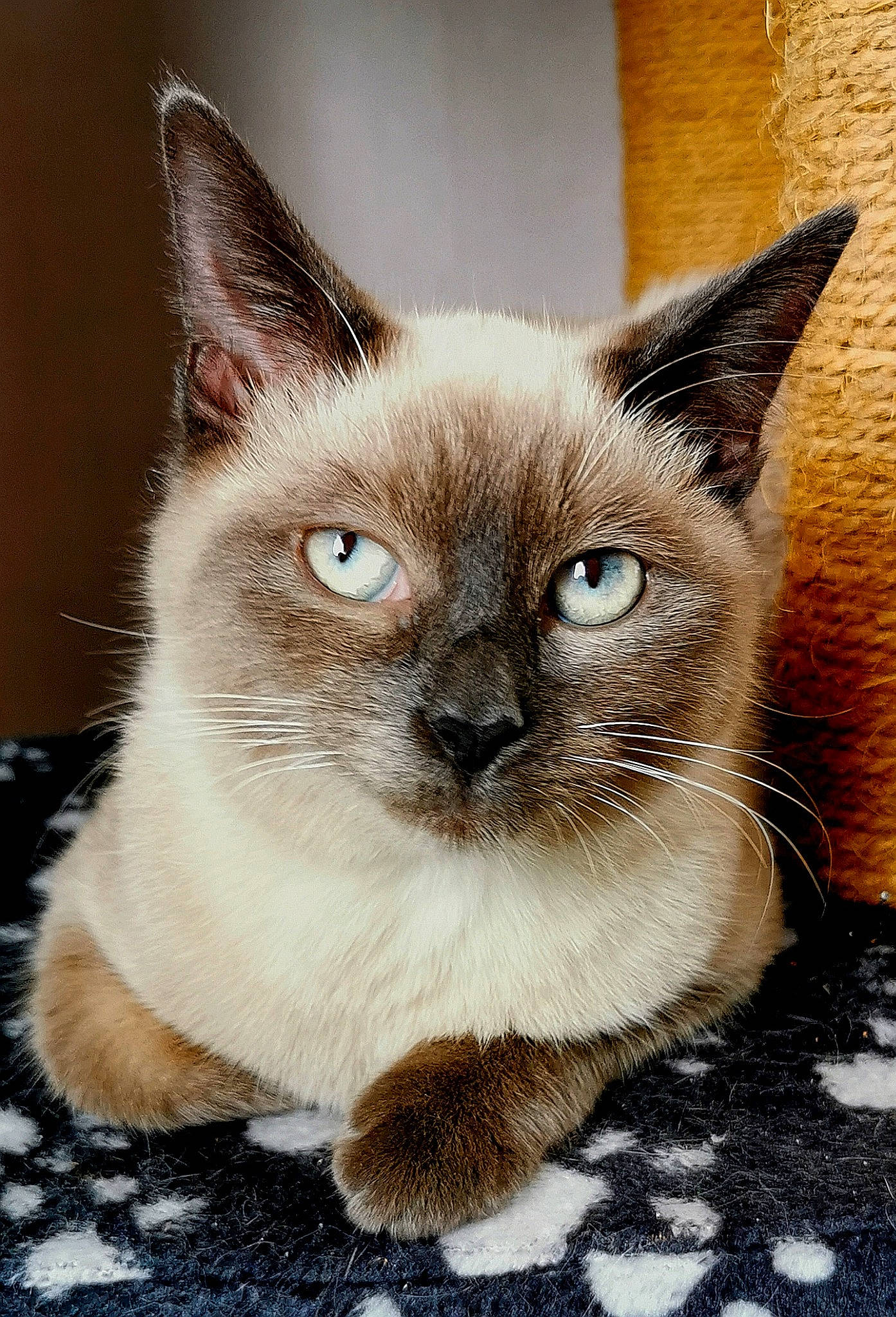 Vaiana a rejoint le concours — aidez-le/la à gagner de superbes lots ! asian, balinese, birman, carnivore, cat, colorpoint_shorthair, eye, felidae, himalayan, kitten, mammal, ojos_azules, ragdoll, siamese, small_to_medium_sized_cats, snowshoe, thai, tonkinese, vertebrate, whiskers