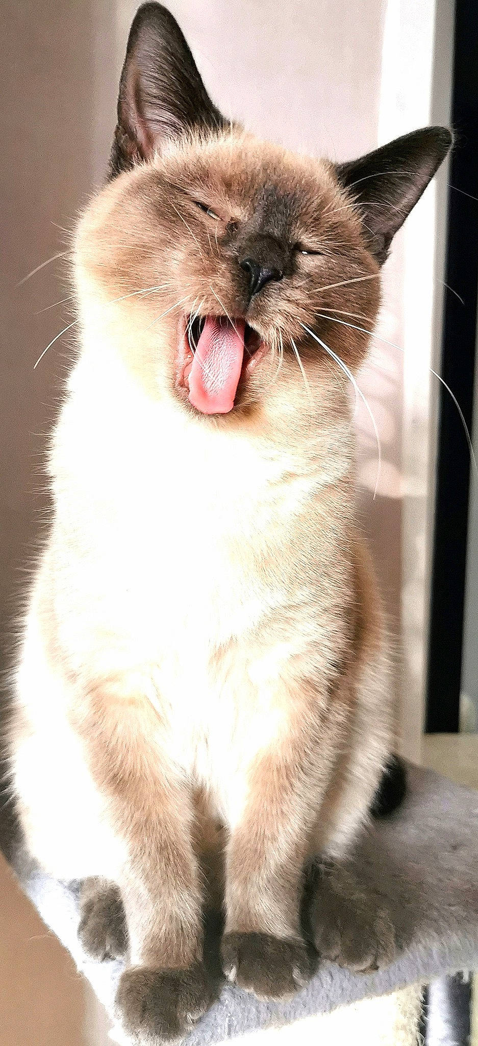 Vaiana a rejoint le concours — aidez-le/la à gagner de superbes lots ! asian, balinese, birman, carnivore, cat, close_up, facial_expression, fawn, felidae, fur, mammal, mouth, nose, siamese, small_to_medium_sized_cats, snout, thai, tongue, whiskers, yawn