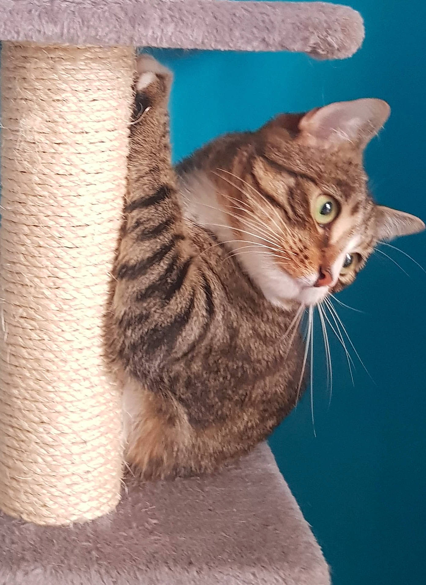 Marley participe au concours pour gagner de l'argent avec cette photo : aegean_cat, american_wirehair, asian, australian_mist, california_spangled, carnivore, cat, chausie, domestic_short_haired_cat, dragon_li, egyptian_mau, european_shorthair, felidae, kitten, mammal, ocicat, small_to_medium_sized_cats, tabby_cat, tail, whiskers