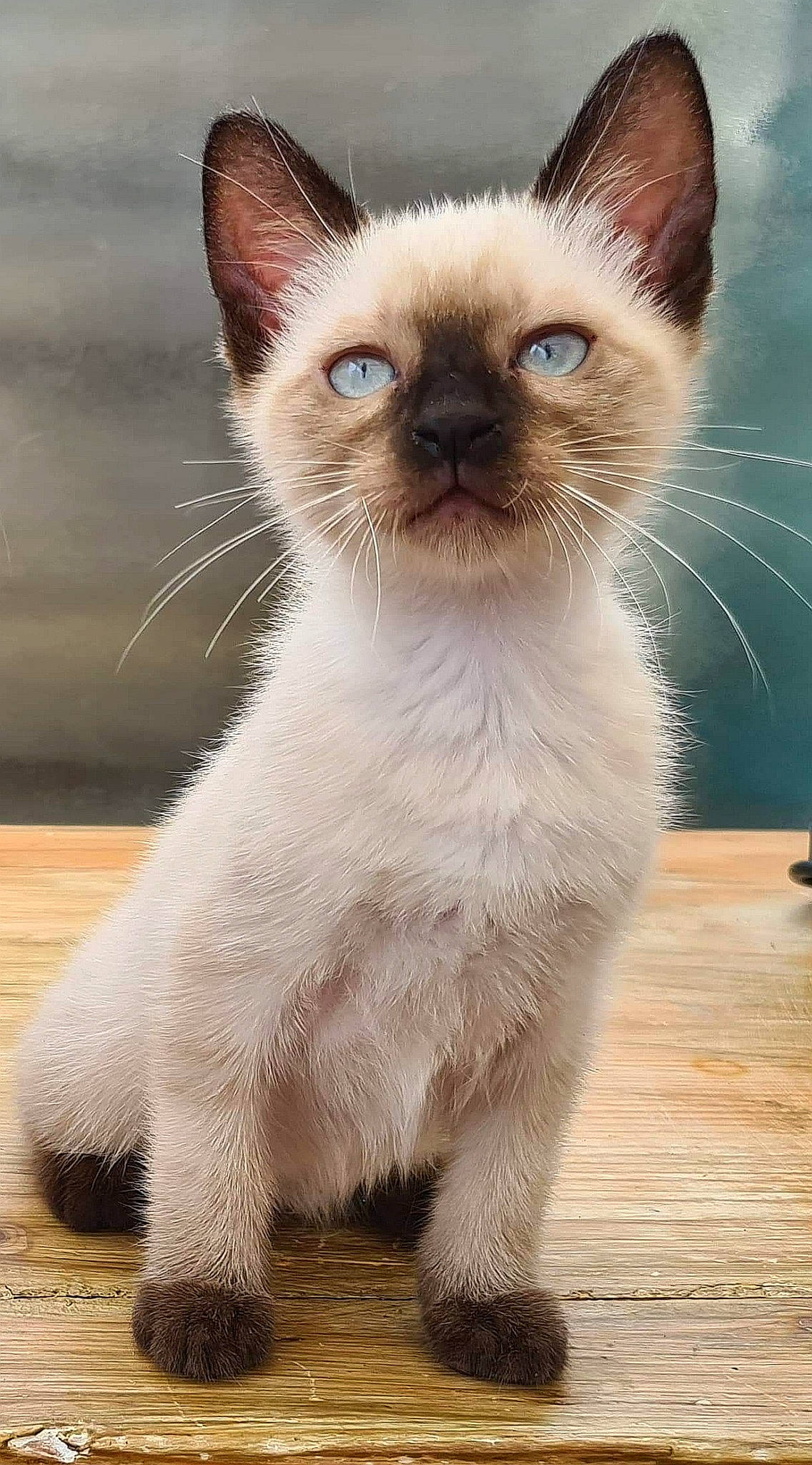 Râjah a rejoint le concours — aidez-le/la à gagner de superbes lots ! asian, balinese, birman, burmese, carnivore, cat, colorpoint_shorthair, eye, felidae, himalayan, javanese, kitten, mammal, siamese, small_to_medium_sized_cats, snout, thai, tonkinese, vertebrate, whiskers