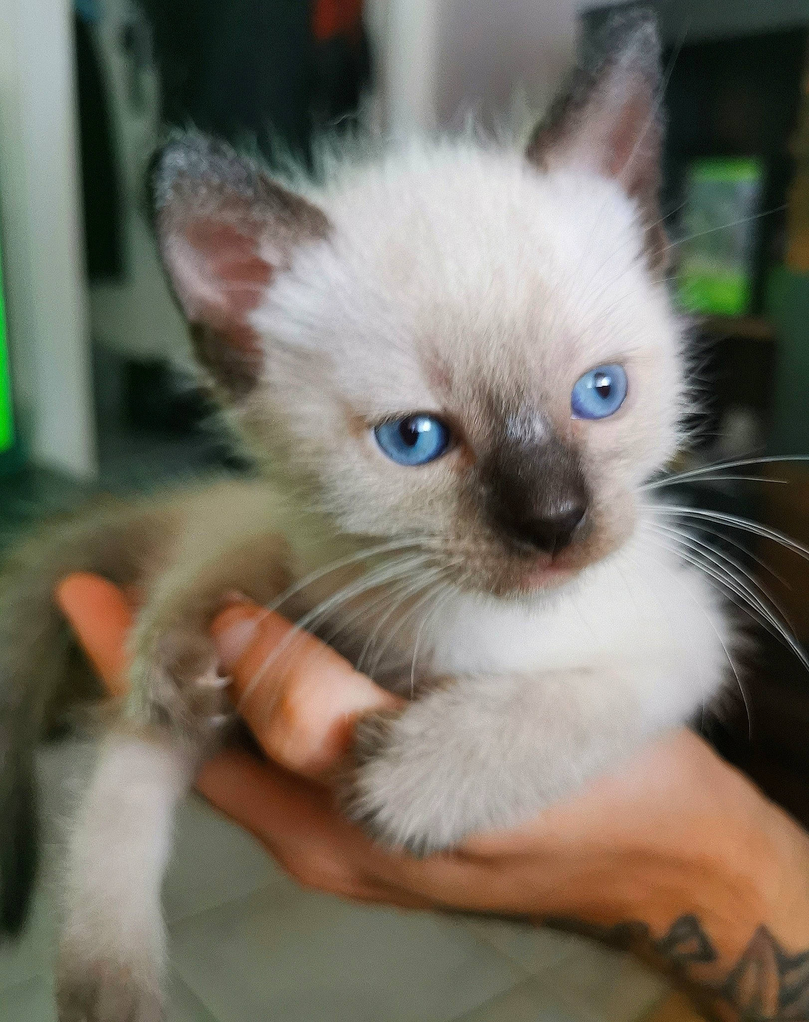 Râjah a rejoint le concours — aidez-le/la à gagner de superbes lots ! asian, balinese, carnivore, cat, colorpoint_shorthair, eye, felidae, iris, javanese, kitten, mammal, ojos_azules, ragdoll, siamese, small_to_medium_sized_cats, snout, thai, tonkinese, vertebrate, whiskers