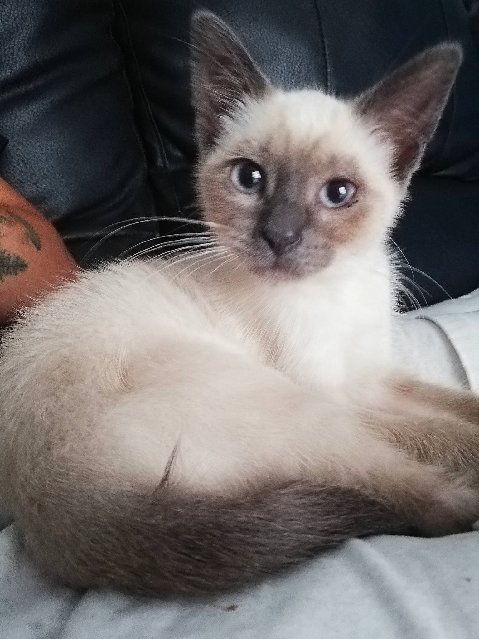 Vanille participe au concours pour gagner de l'argent avec cette photo : asian, balinese, birman, carnivore, cat, colorpoint_shorthair, cornish_rex, felidae, javanese, kitten, mammal, oriental_longhair, ragdoll, siamese, small_to_medium_sized_cats, snowshoe, thai, tonkinese, vertebrate, whiskers