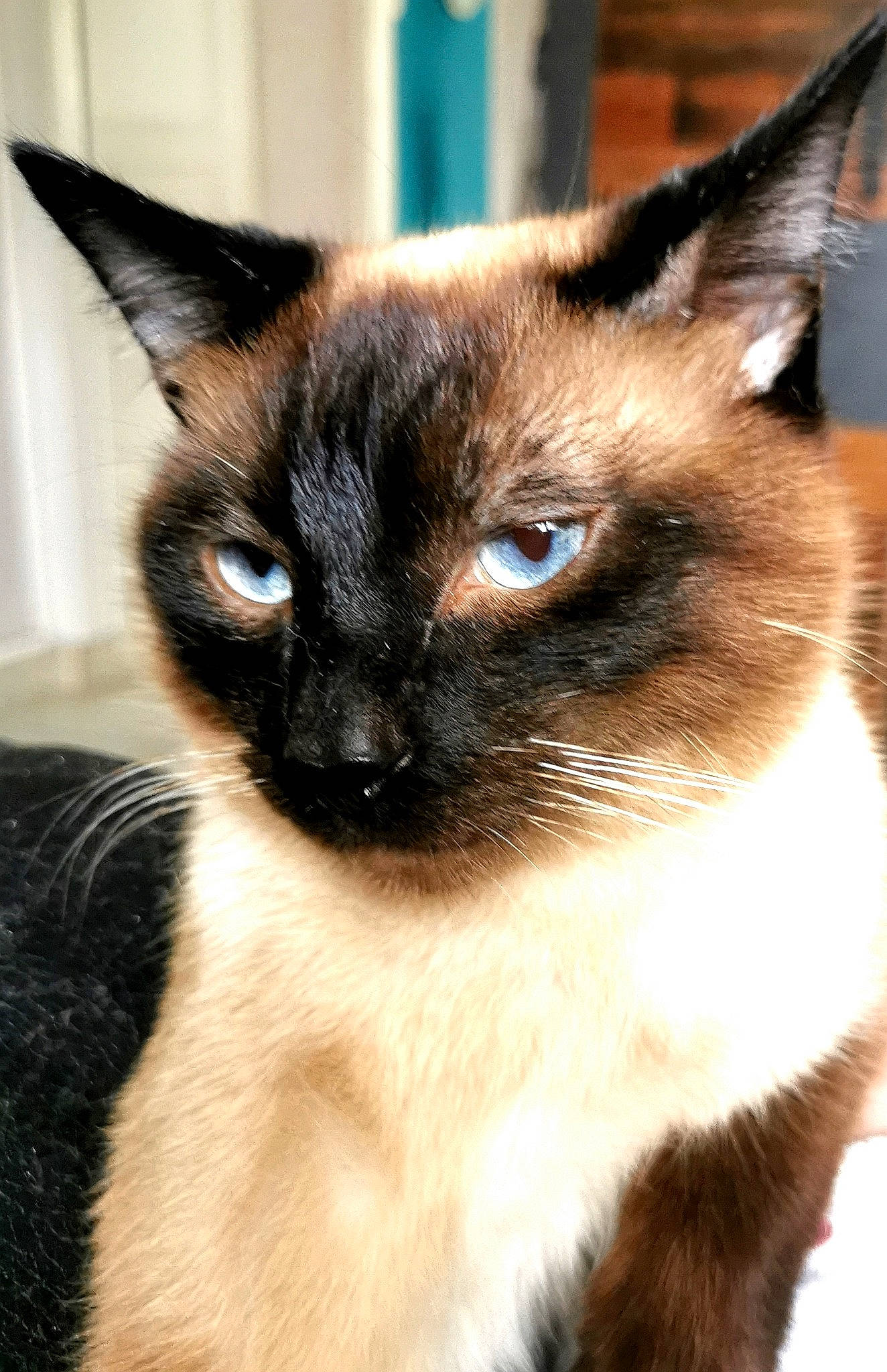 Hawaii participe au concours pour gagner de l'argent avec cette photo : balinese, birman, burmese, carnivore, cat, colorpoint_shorthair, eye, felidae, himalayan, javanese, mammal, ojos_azules, siamese, small_to_medium_sized_cats, snout, snowshoe, thai, tonkinese, vertebrate, whiskers