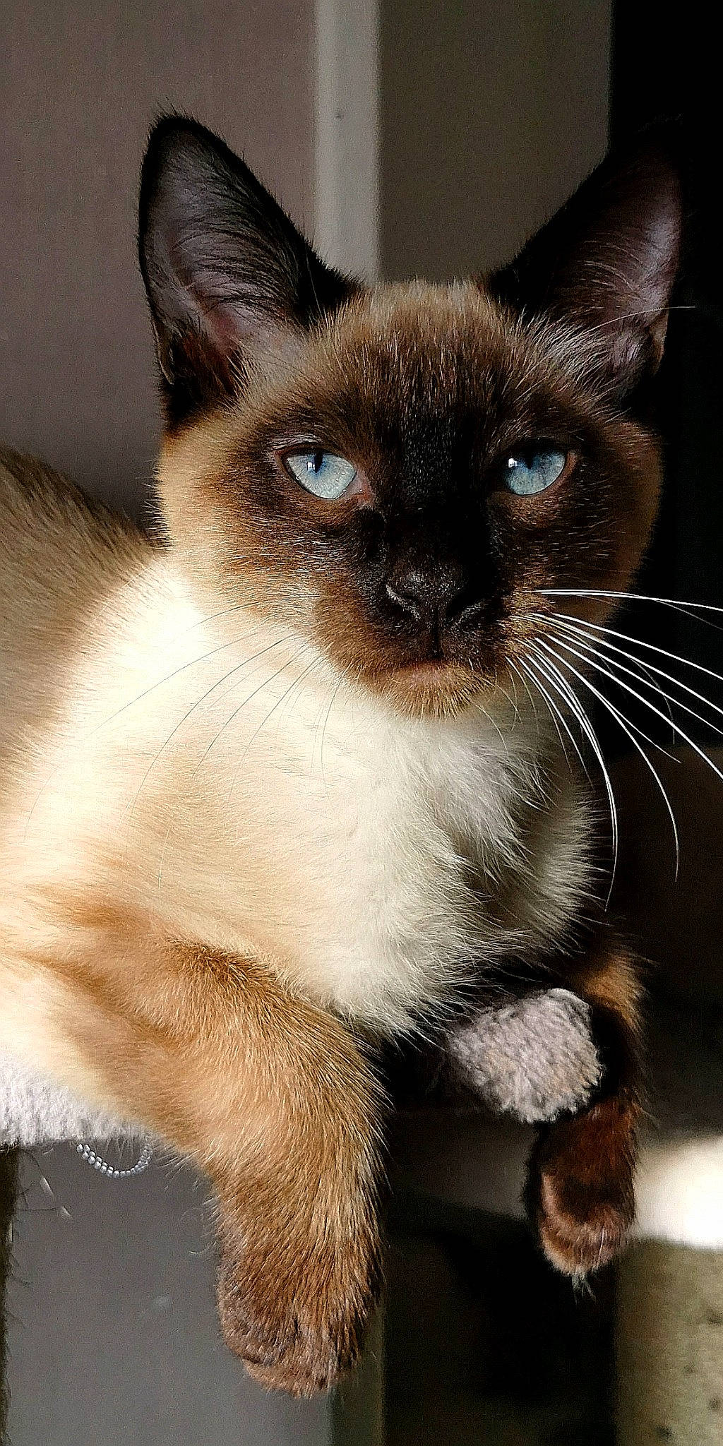 Hawaii a rejoint le concours — aidez-le/la à gagner de superbes lots ! asian, balinese, birman, burmese, carnivore, cat, colorpoint_shorthair, felidae, himalayan, javanese, kitten, mammal, ojos_azules, siamese, small_to_medium_sized_cats, snout, thai, tonkinese, vertebrate, whiskers