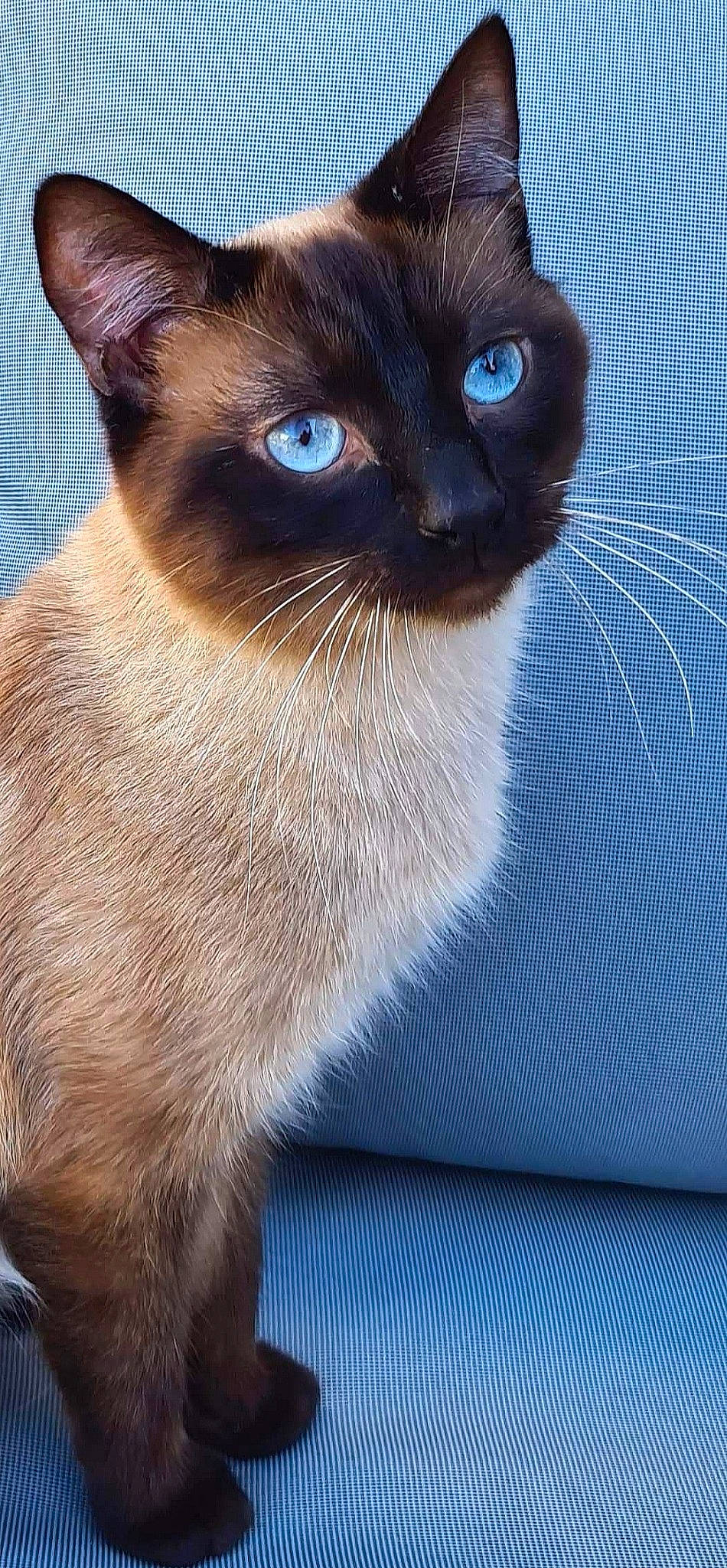 Hawaii a rejoint le concours — aidez-le/la à gagner de superbes lots ! asian, balinese, birman, burmese, carnivore, cat, colorpoint_shorthair, fawn, felidae, himalayan, javanese, mammal, ojos_azules, siamese, small_to_medium_sized_cats, snout, thai, tonkinese, vertebrate, whiskers