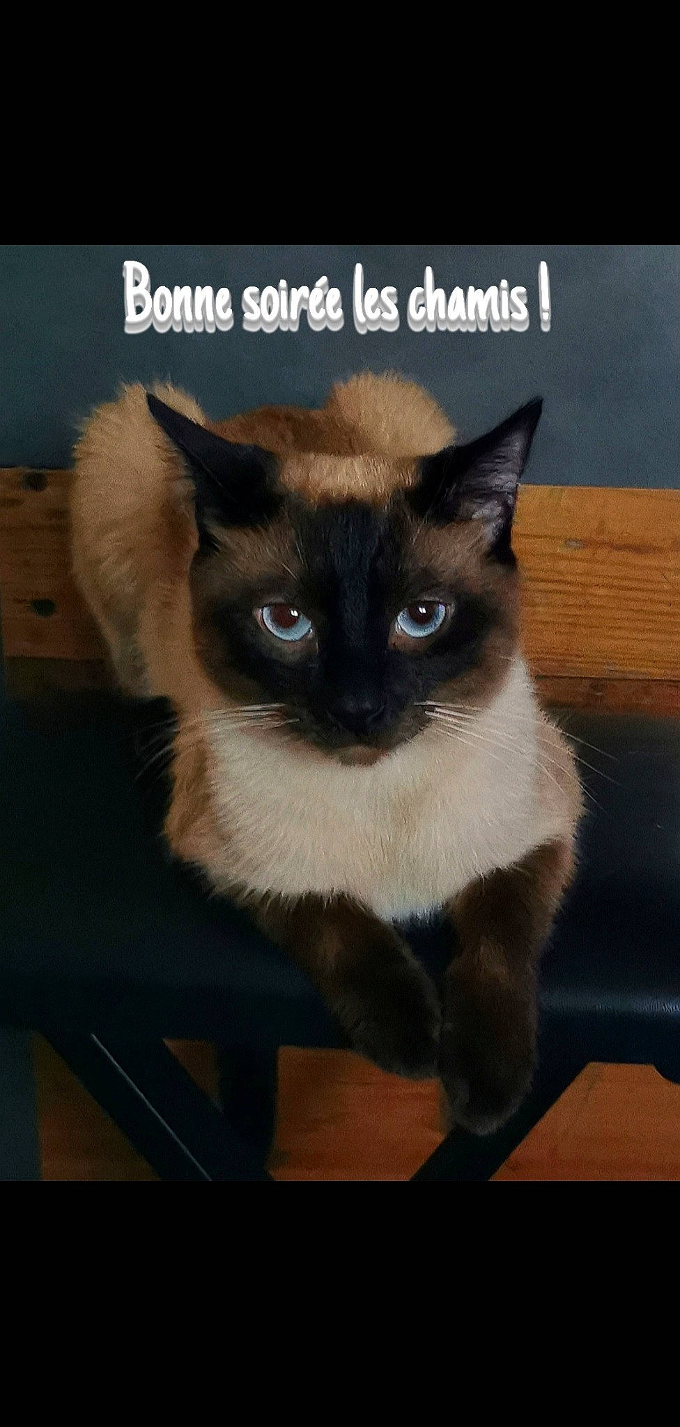 Hawaii a rejoint le concours — aidez-le/la à gagner de superbes lots ! asian, balinese, birman, carnivore, cat, eye, felidae, himalayan, internet_meme, mammal, photo_caption, ragdoll, siamese, small_to_medium_sized_cats, snout, snowshoe, thai, tonkinese, vertebrate, whiskers