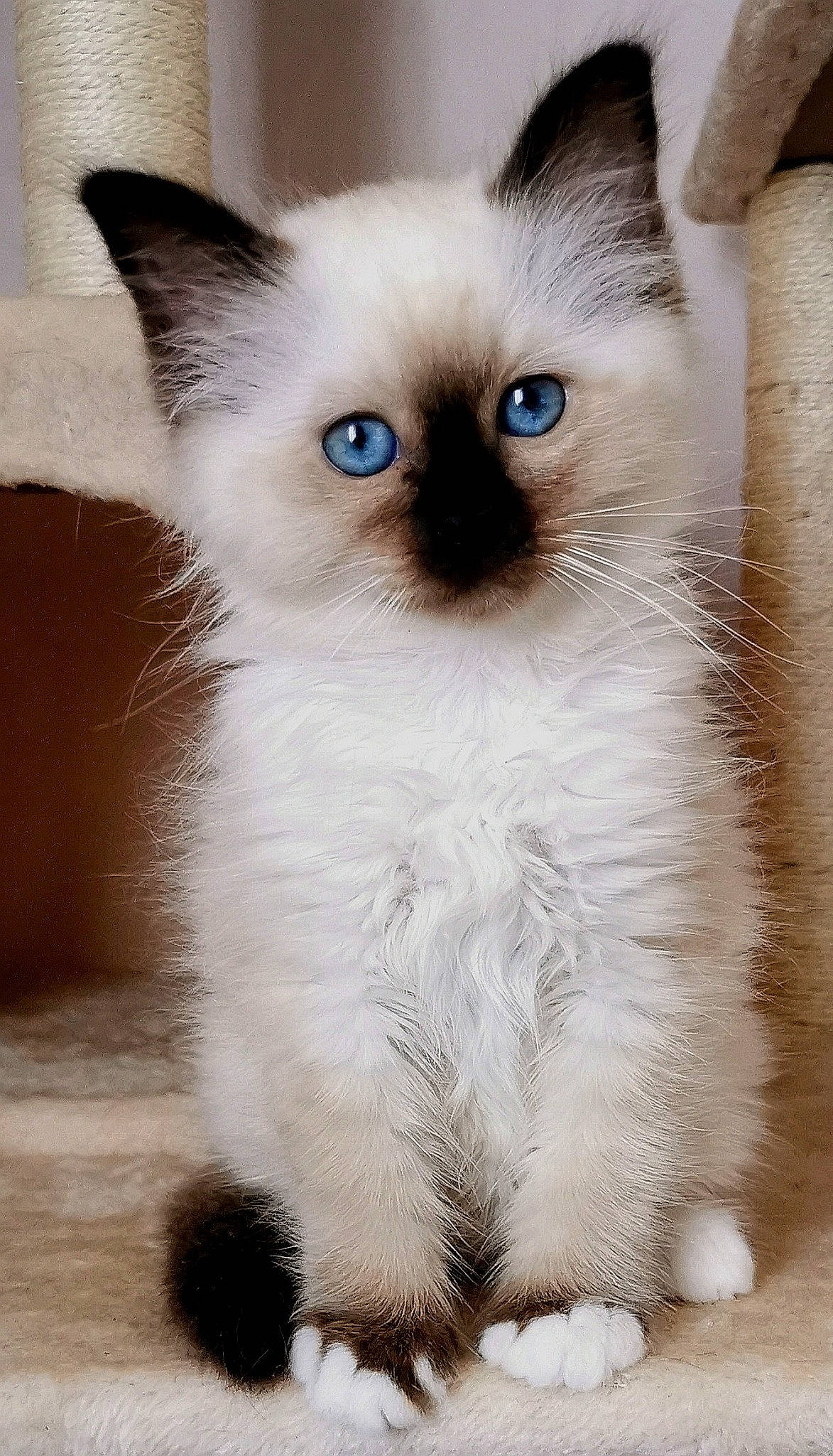 Scarlett a rejoint le concours — aidez-le/la à gagner de superbes lots ! balinese, birman, carnivore, cat, electric_blue, fawn, felidae, fur, head, iris, photography, ragdoll, siamese, small_to_medium_sized_cats, snout, terrestrial_animal, thai, tonkinese, whiskers