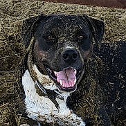 Bozo is registered to the contest to win money with this photo: dog, mud, dirt, outdoor, animal, pet, black_fur, white_fur, happy, tongue_out, collar, lying_down, farm, hay, playful, closeup, canine, smiling, nature, messy