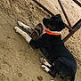 Bozo is registered to the contest to win money with this photo: dog, black_and_white, orange_collar, sandal, sand, outdoor, animal, pet, laying_down, paw, metal_bars, brown, white_paws, canine, resting, collar, side_view, ground, domestic_animal, leisure