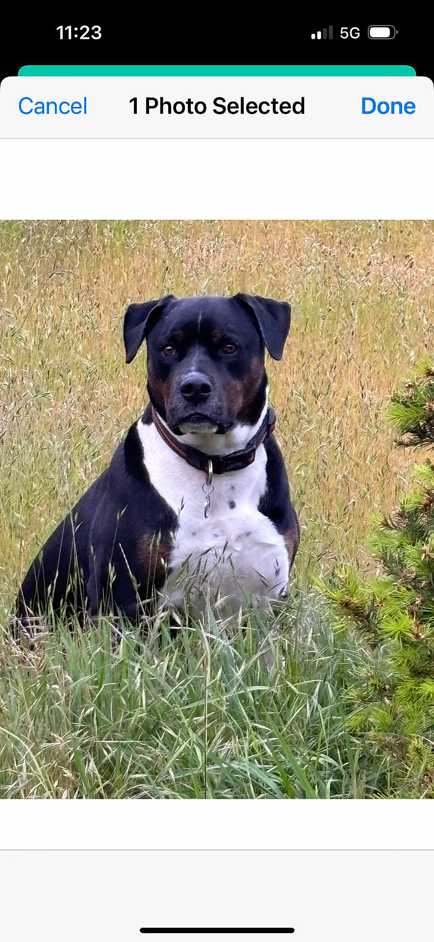Bozo is registered to the contest to win money with this photo: dog, black_and_white, grass, field, outdoor, nature, collar, pet, canine, sitting, meadow, fur, animal, alert, green, plant, tree, summer, watchful, domestic_animal