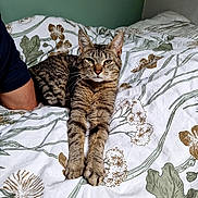 Louchi a rejoint le concours — aidez-le/la à gagner de superbes lots ! cat, tabby, bed, bedding, floral_pattern, relaxed, stretching, paw, animal, pet, indoor, human_arm, resting, feline, whiskers, ears, green_eyes, fur, comfort, cozy