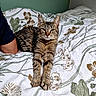 cat, tabby, bed, bedding, floral_pattern, relaxed, stretching, paw, animal, pet, indoor, human_arm, resting, feline, whiskers, ears, green_eyes, fur, comfort, cozy