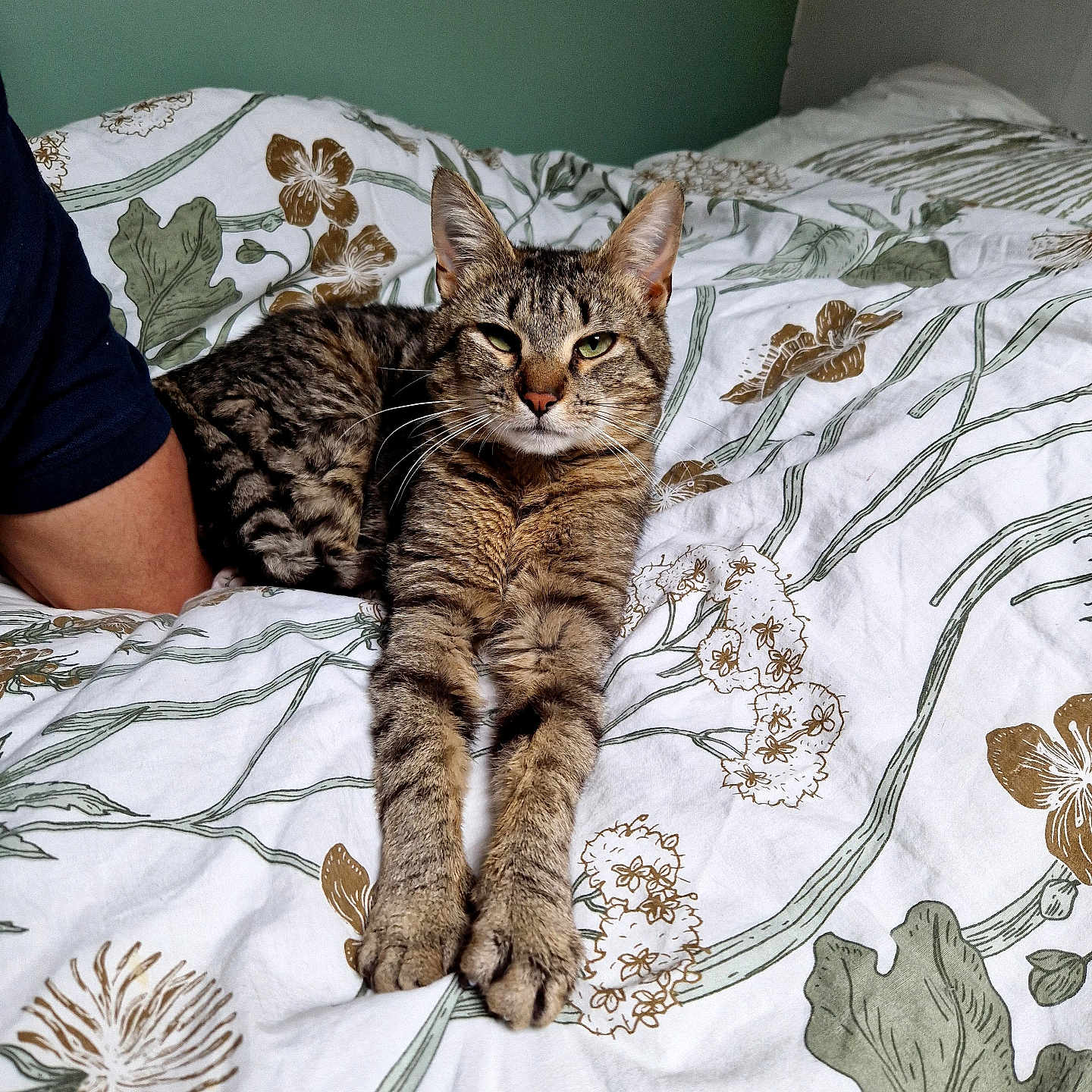 Louchi a rejoint le concours — aidez-le/la à gagner de superbes lots ! cat, tabby, bed, bedding, floral_pattern, relaxed, stretching, paw, animal, pet, indoor, human_arm, resting, feline, whiskers, ears, green_eyes, fur, comfort, cozy