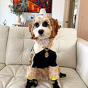 Toby joined the competition — help win amazing prizes! clothing, collar, couch, dog, door, fashion, fur, home_decor, indoor, lamp, leather, light, necklace, painting, pet, plant, socks, sunglasses, table, white