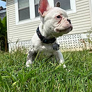 Seven joined the competition — help win amazing prizes! animal, canine, collar, cute, daylight, dog, domestic_animal, front_yard, grass, greenery, house, nature, outdoor, pet, portrait, puppy, small_dog, white_dog, window, young_dog