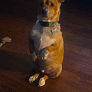 Blaze is registered to the contest to win money with this photo: animal, attention, brown_dog, collar, companion, cute, dog, domestic, ears, floor, home, indoor, looking, pet, quiet, sitting, small_dog, toy, white_paws, wooden_floor