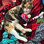 cat, calico_cat, toy, blanket, red_blanket, patterned_fabric, colorful, cute, pet, fur, whiskers, claws, relaxed, indoor, cozy, playing, paw, ears, green_eyes, lying_down