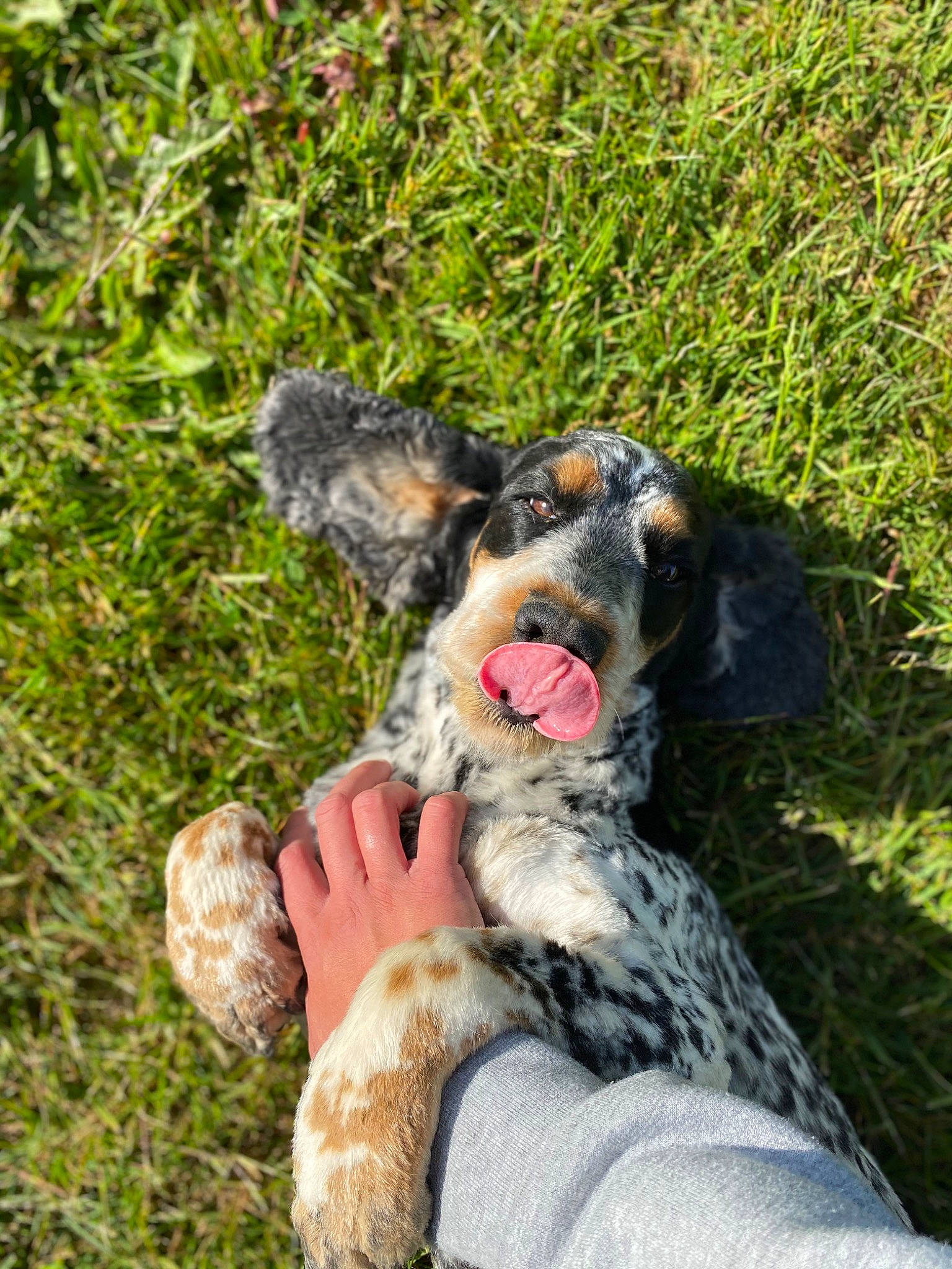 Iana participe au concours pour gagner de l'argent avec cette photo : australian_cattle_dog, canidae, carnivore, companion_dog, dog, dog_breed, fur, grass, guard_dog, herding_dog, hunting_dog, paw, people_in_nature, schnauzer, snout, sporting_group, terrier, water_dog, working_animal, working_dog