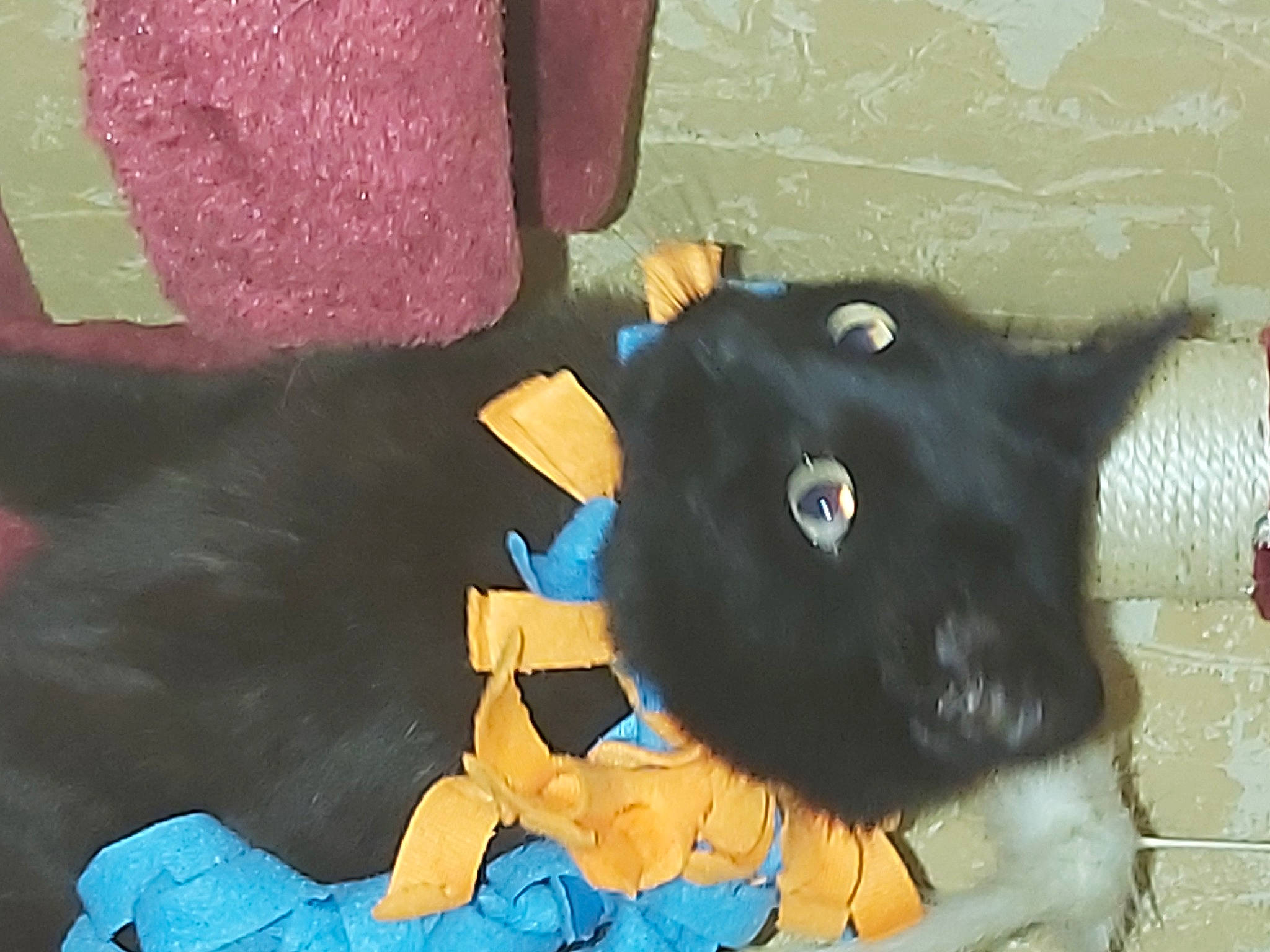 Pépite participe au concours pour gagner de l'argent avec cette photo : art, black_cat, carmine, carnivore, cat, dog_breed, fashion_accessory, felidae, fur, mammal, paint, small_to_medium_sized_cats, snapshot, snout, tail, terrestrial_animal, tints_and_shades, toy, visual_arts, whiskers