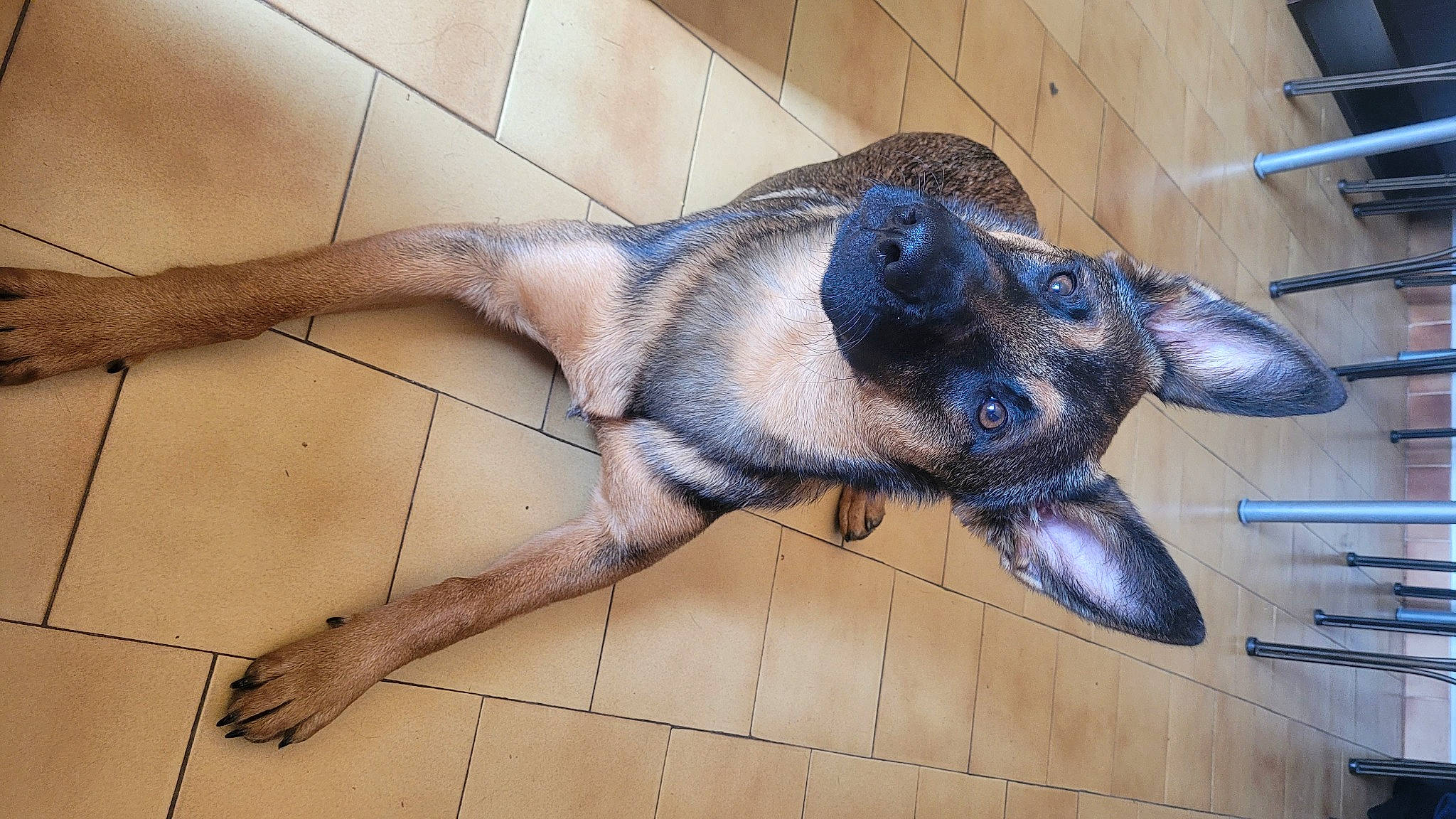 Tika a rejoint le concours — aidez-le/la à gagner de superbes lots ! canidae, carnivore, claw, dog, dog_breed, ear, eye, fawn, flooring, fur, head, human_body, jaw, sculpture, snout, sporting_group, tail, terrestrial_animal, whiskers, working_animal