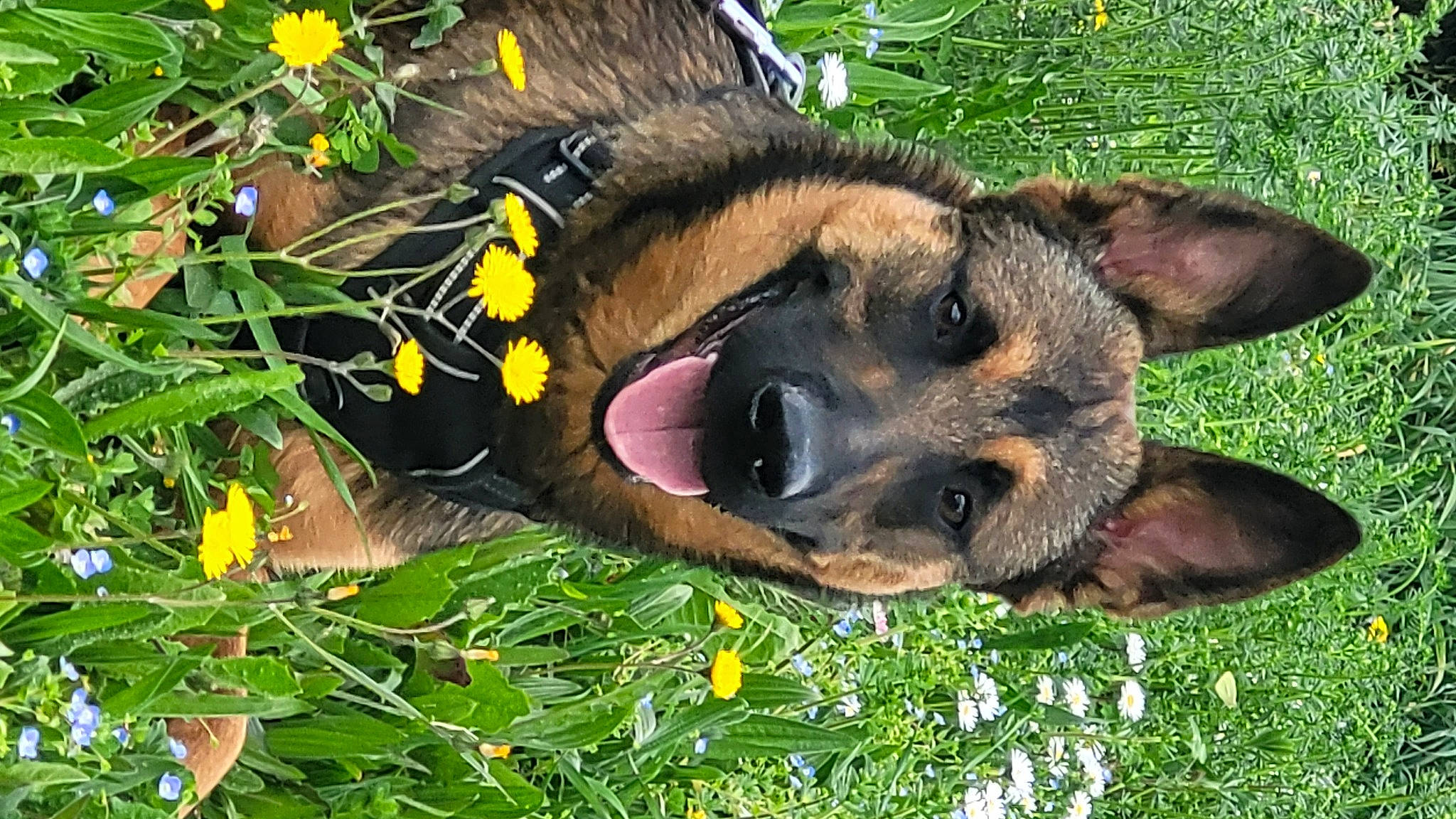 Tika participe au concours pour gagner de l'argent avec cette photo : canidae, carnivore, companion_dog, dog, dog_breed, dog_supply, east_european_shepherd, fawn, flower, fur, german_shepherd_dog, grass, guard_dog, herding_dog, old_german_shepherd_dog, paw, plant, sporting_group, working_animal, working_dog