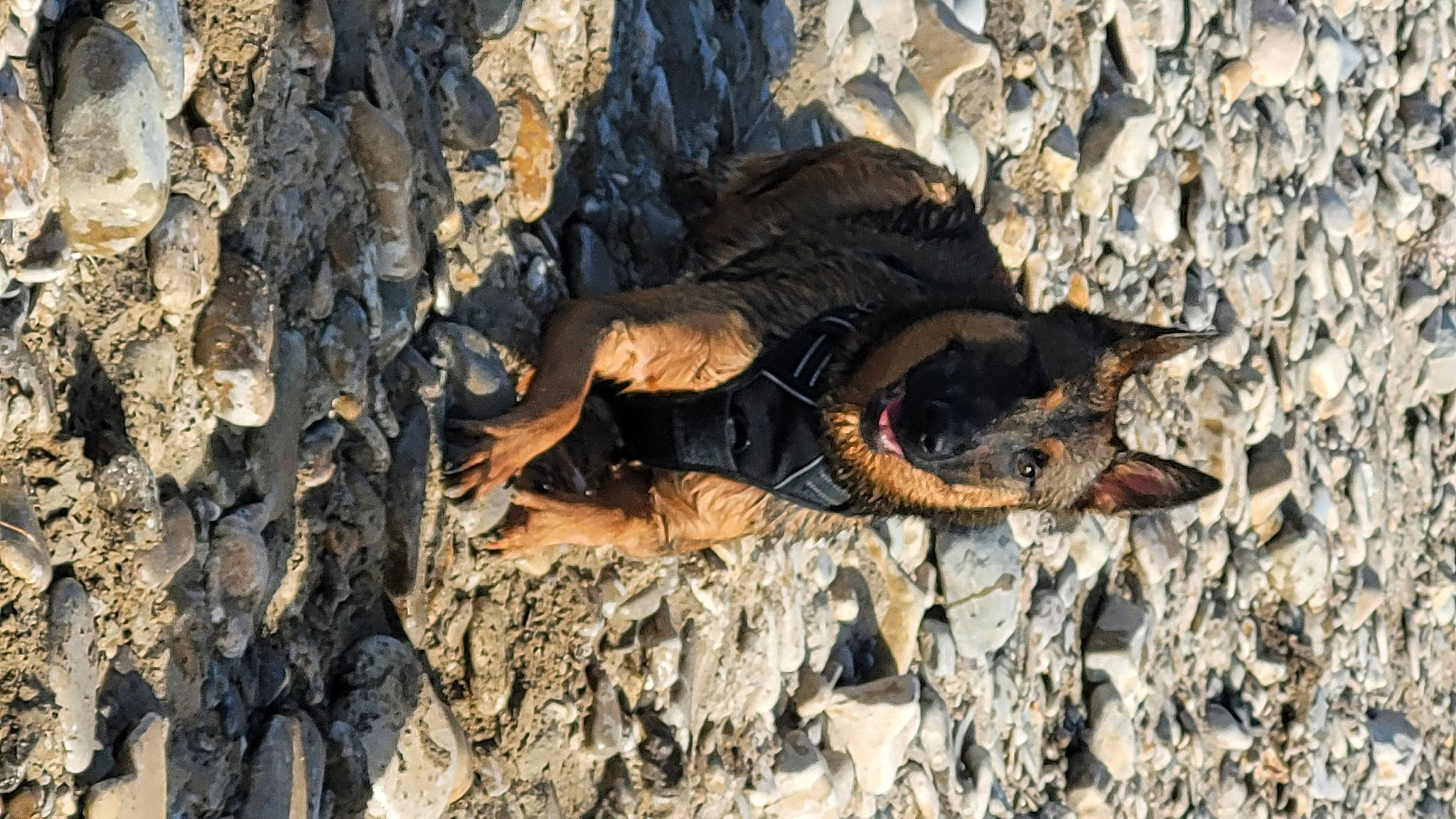 Tika a rejoint le concours — aidez-le/la à gagner de superbes lots ! adventure, bat, beak, bedrock, bird, hat, hunting, organism, plant, recreation, reptile, rock, scaled_reptile, seabird, soil, tail, terrestrial_animal, tree, trunk, wood