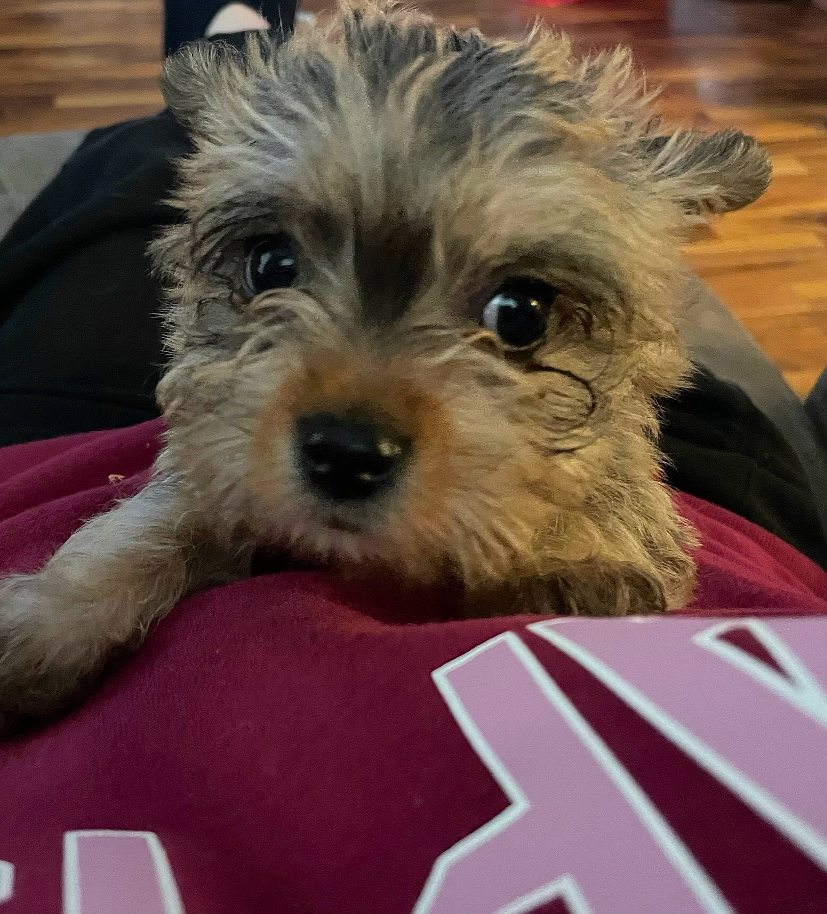 Janie Martha joined the competition — help win amazing prizes! biewer_terrier, canidae, carnivore, communication_device, companion_dog, dog, dog_breed, fur, maltepoo, mobile_phone, non_sporting_group, poodle_crossbreed, portable_communications_device, small_terrier, snout, sporting_group, terrier, toy_dog, working_animal, yorkipoo