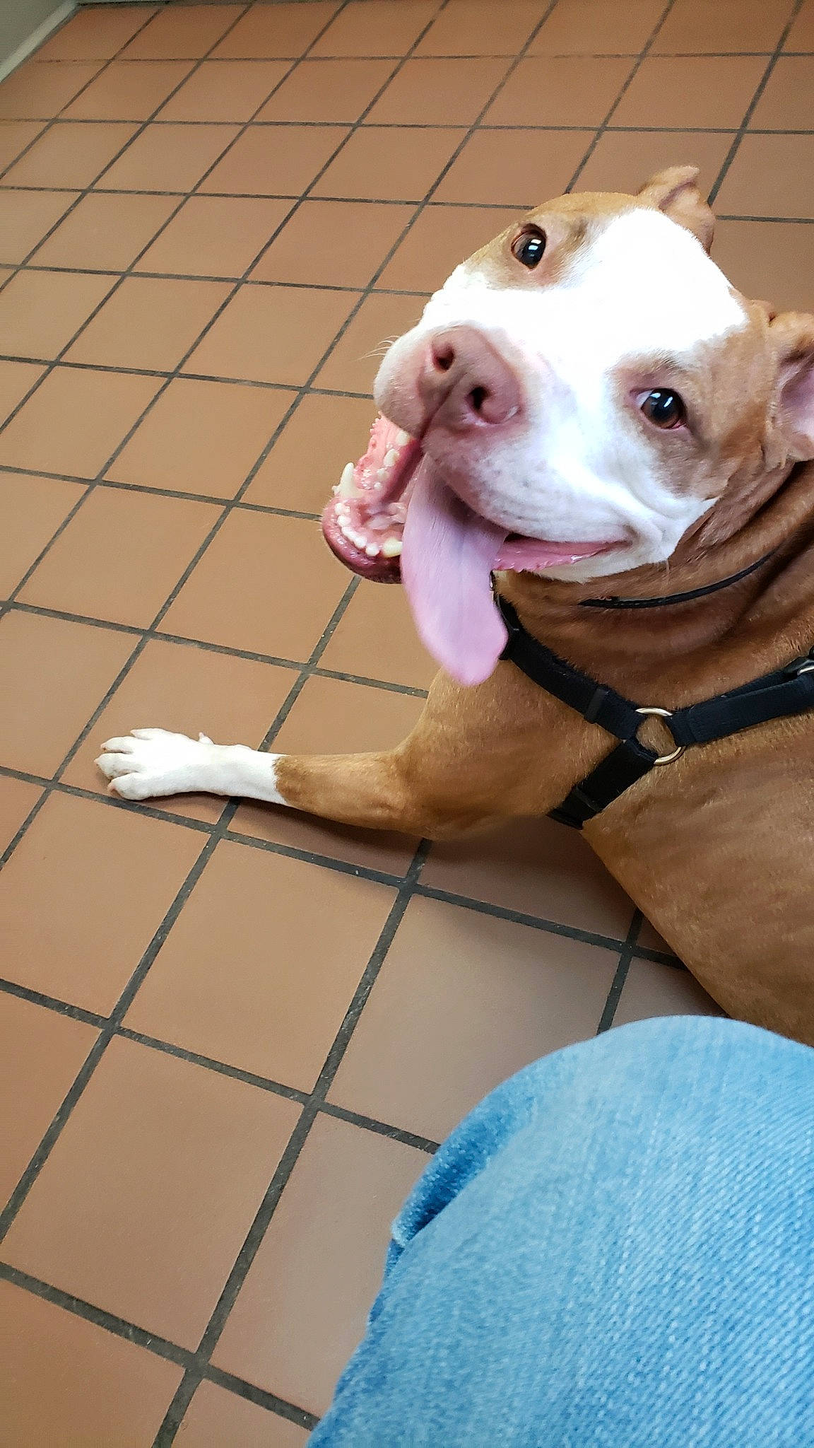 Bailey is registered to the contest to win money with this photo: american_bulldog, american_pit_bull_terrier, american_staffordshire_terrier, canidae, carnivore, dog, dog_breed, fawn, mammal, non_sporting_group, nose, pit_bull, rare_breed_dog, snout, sporting_group, valley_bulldog, vertebrate