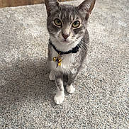 Misty joined the competition — help win amazing prizes! bell, carpet, cat, close_up, collar, curious, feline, gray_cat, green_eyes, hardwood_floor, home_interior, indoor, looking_up, paws, pet, portrait, rug, sitting, whiskers, white_paws